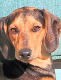 SANDY - so ein armes süßes Kerlchen - Regensburg