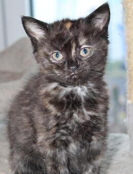 Drollige Maine-Coon-BKH Mischlingskitten suchen bald neuen Wirkungskreis! - Werdau