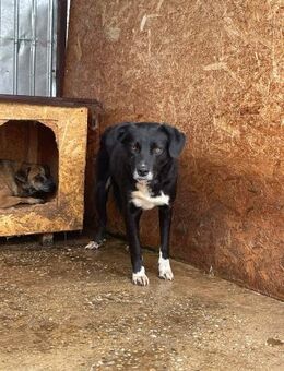 PACCO sucht liebevolles Zuhause - Neuberg