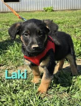 Laki ❤️ - Kissing