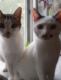 HILDA & BENNI VERSPIELTES KATZENDUO - Benediktbeuern