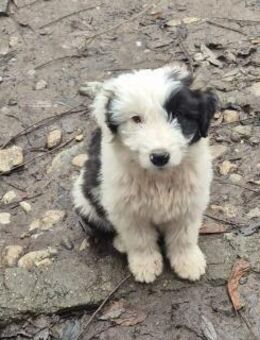 Welpenbub Boomer 🩵 - Laufen