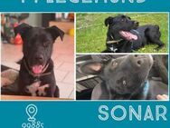 SONAR - ein Typ mal so, mal so... - Overath