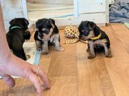 Yorkshire Terrier Welpen mit Familienanschluss - Ohne