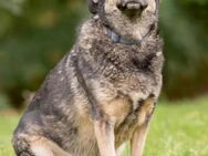 Gerda❤️auf der Suche nach ihren Menschen - Rott (Inn)