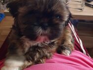 Reinrassige Shih Tzu Welpen - Strasburg (Uckermark)