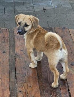 Welpenmädel Peanut 💕 - Laufen