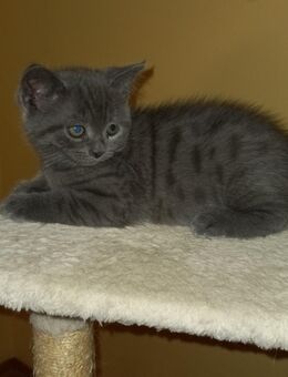 Katze British Kurzhaar Kitten Jungkatze Jungkater ( BTH ) Mix - Stuttgart