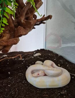 Schlange, Terrarium, viel Zubehör Python regius Albino hat Piebald 0.1 - Remseck (Neckar) Remseck