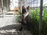 Mixa, verkuschelte Glückskatze, 2J blind - Vaterstetten