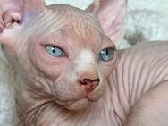 Kanadische Sphynx Kitten - Südliches Anhalt Scheuder