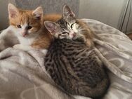 Waldkatzen Glückskatzen Mix Kitten - Bremerhaven