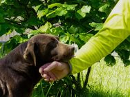 Liebe braune Labrador Hündin, 8 Jahre - Königsbrück