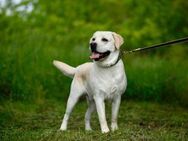 Labrador Bern sucht ein Zuhause - Bad Bevensen