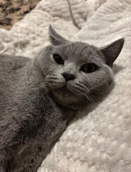 Wunderschöner BKH-Deckkater Balu stellt sich vor - Duisburg