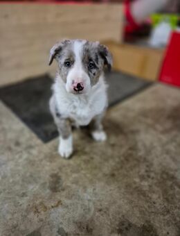 Border Collie Welpen - Argenbühl