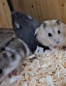 junge kleine dsungarische Zwerghamster Hamster Dsungaren dschungarischer Hamster in 01844