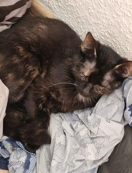 Kätzchen sucht neues Zuhause - Naumburg (Saale)