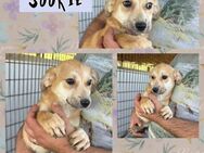 Sookie auf der Suche nach ihrem Glück - Bissingen
