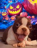 Reinrassige Traum Boston Terrier Welpen dürfen bald ausziehen ! in 52062