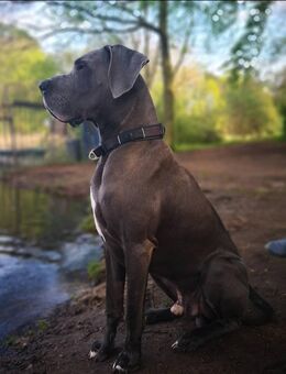 erfahrener Deckrüde. Blaue deutsche Dogge. Sehr kräftig. KEIN VERKAUF - Schwaan