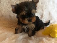 Yorkshire Terrier Welpen Hündin Hündinnen - Ilsede