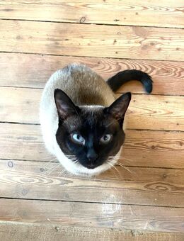 Mutterkatze gesucht! Siamkater Coco auf Brautschau - Büdingen