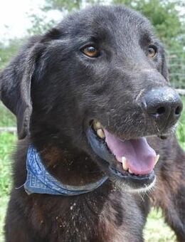 Herzenshund Vigor sucht seine Menschen - Sehnde