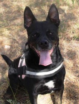 Banzai sucht sein Zuhause für Immer - Laatzen