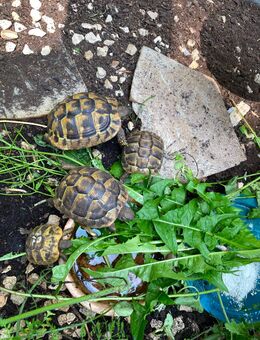 Süße griechische Landschildkröten aus Hobbyzucht suchen neues Zuhause! - Oberhausen
