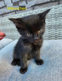 1 Kitten abzugeben - Brokstedt