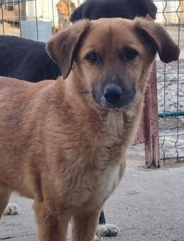 Seelchen BINGLEY sucht liebes Zuhause - Neuberg