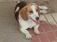 PEKA, w., kastr., Beagle, 36 cm - Sipplingen