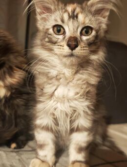 Maine Coon Kitten - Crimmitschau