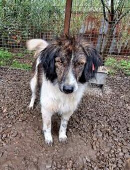 Floki - Pflegestelle oder Zuhause gesuch - Oberwies