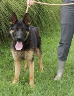 Jovi ❤️ Schutzgebühr 500 Euro - Burgsinn