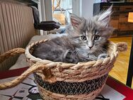 Maine Coon Kitten - Seevetal