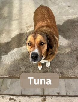 TUNA, w., kastr., Mischling, ca. 66 cm - Sipplingen