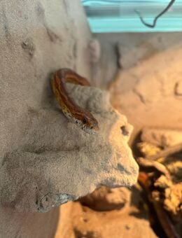 Kornnatter inkl Terrarium abzugeben - Südbrookmerland