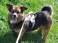 Katja, a.d.Tierschutz, 3 Jahre, ca. 30cm, sucht Happy-Home - Lawalde