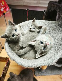 Russisch Blau Kitten - Straßenhaus