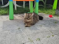 Türkische Angora Mix Katze 8 Monate alt - Bremerhaven