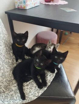 3 Süße Kitten suchen ein neues kuschliges Zuhause. - Köln