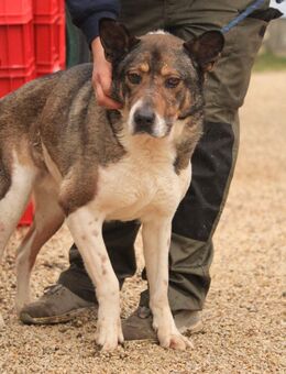 Menta VA-Ein toller Einzelprinz - Neustadt (Rübenberge)