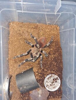 Nhandu chromatus 1.0 - Wienhausen (Klostergemeinde)
