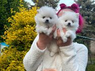 Zwergspitz/ Pomeranian Welpen suchen ein neues Zuhause - Colditz