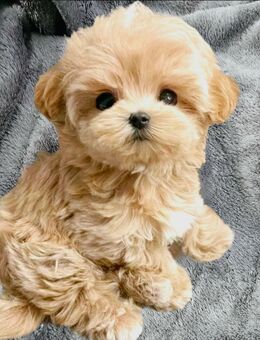 Exquisite Asiatische Maltipoo Welpen Teddybär Gesicht - Frankenberg (Eder)