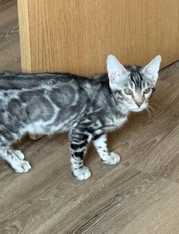 Bengal kitten 16 Wochen Reinrassig können Abgeholt werden - Dortmund