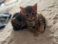 Bengal Kitten - Frankenthal (Pfalz) Zentrum