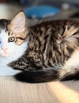 Kitten! Maine Conn&sibirische Waldkatze - Hannover